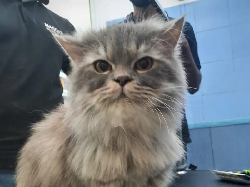 Masqati Veterinary Care, photo 3