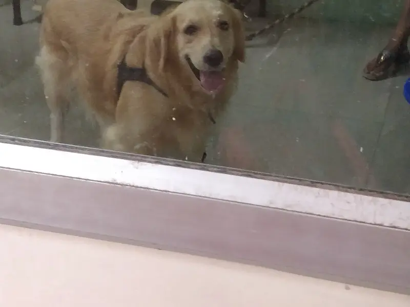 Razvi Veterinary Care Services / Petexotica Pet Store, photo 3