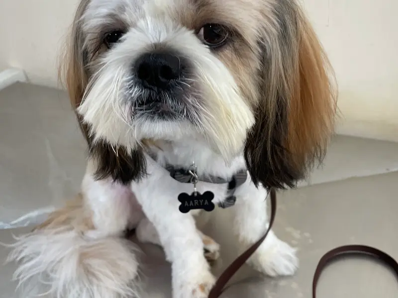 VETCARE Pet Hospital, photo 4