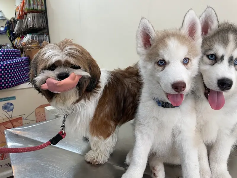 VETCARE Pet Hospital, photo 5