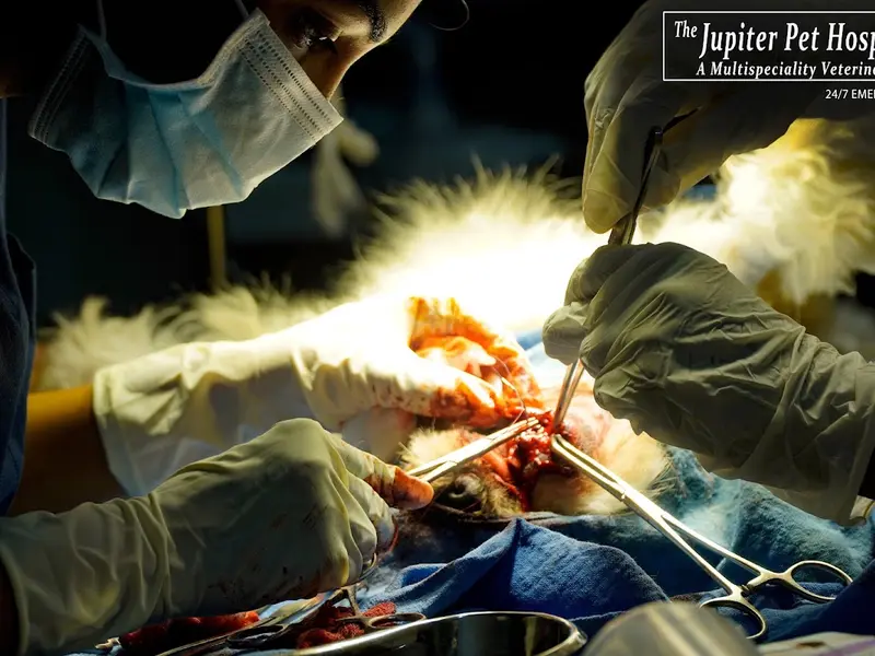 The Jupiter Pet Hospital, photo 3