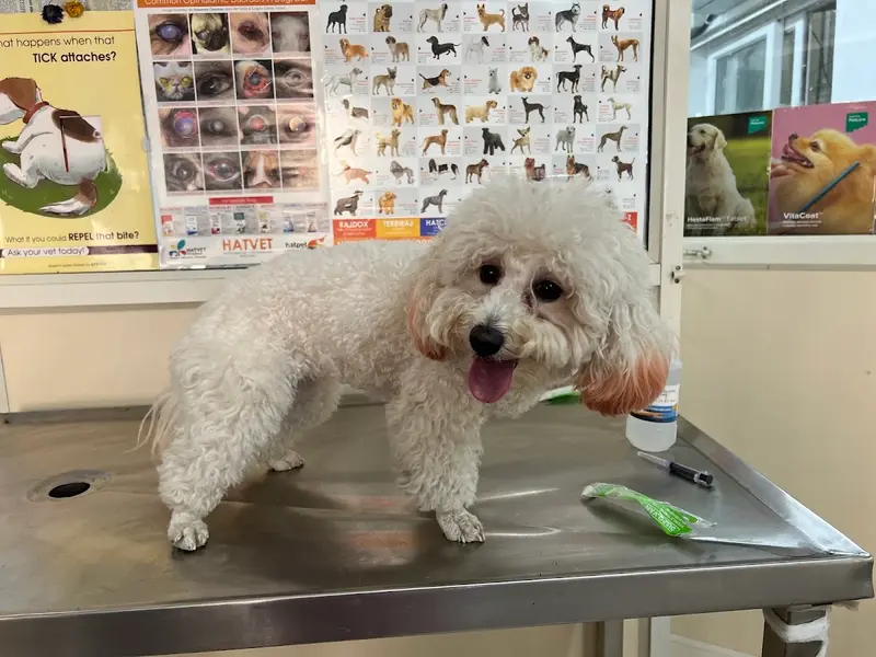 Be Kind Vet Clinic, photo 2