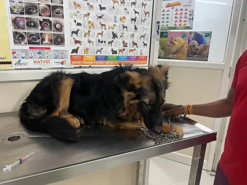 Be Kind Vet Clinic, photo 3