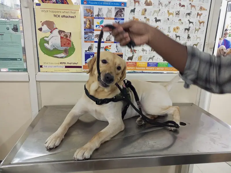 Be Kind Vet Clinic, photo 5
