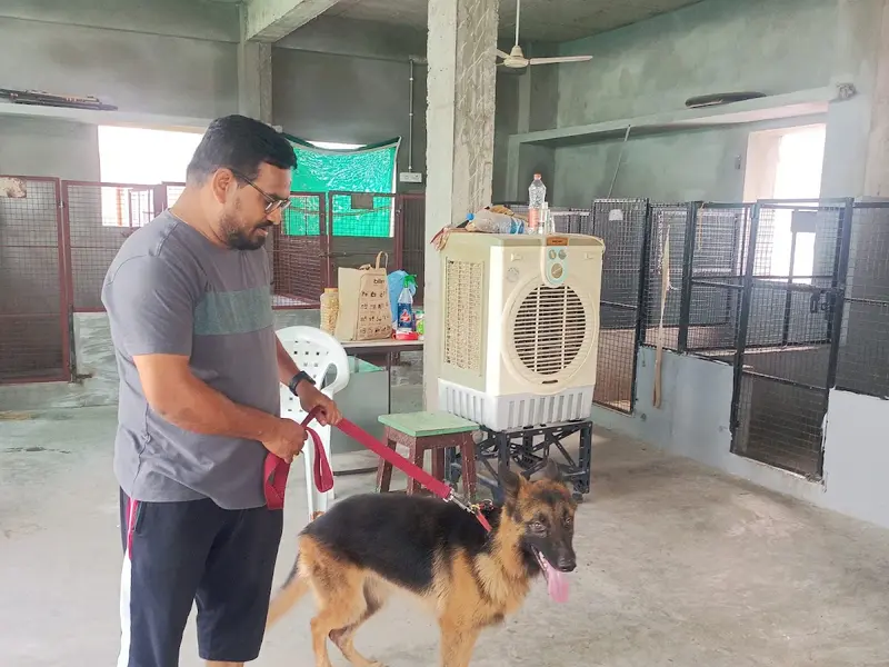 Wow DOG TRAINING & BOARDING, photo 2