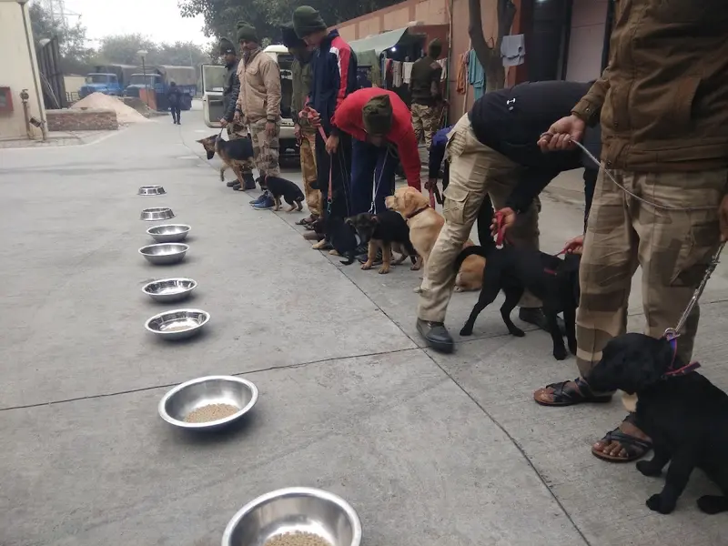 Wow DOG TRAINING & BOARDING, photo 3