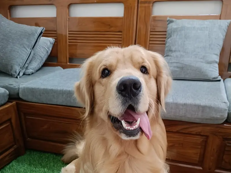 Wow DOG TRAINING & BOARDING, photo 5