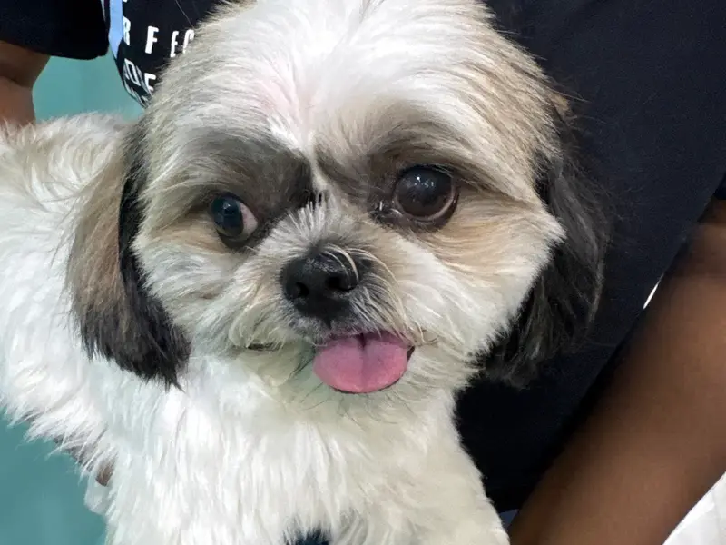 Go Puppy Pet Care Solutions | Pet Clinic | Pet Store | Pet Grooming | Pet Boarding, photo 2