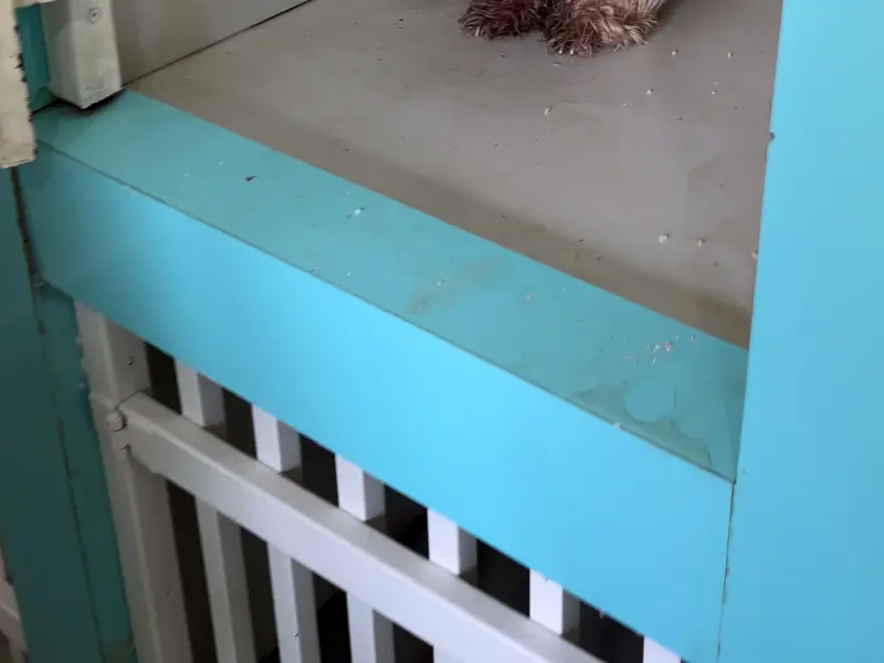 Go Puppy Pet Care Solutions | Pet Clinic | Pet Store | Pet Grooming | Pet Boarding, photo 4
