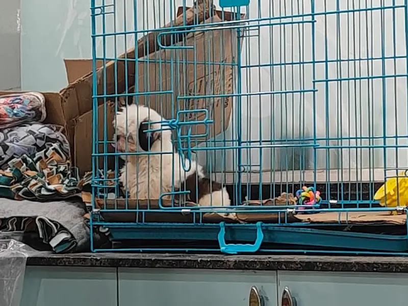 Go Puppy Pet Care Solutions | Pet Clinic | Pet Store | Pet Grooming | Pet Boarding, photo 5