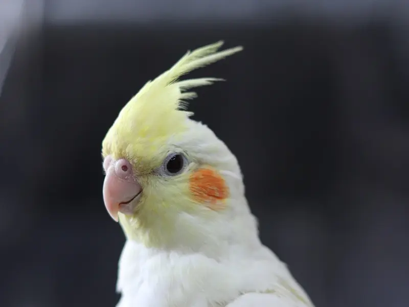 Nanu's Exotic Pets & Kennels, photo 2