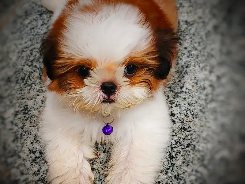 Nanu's Exotic Pets & Kennels, photo 3