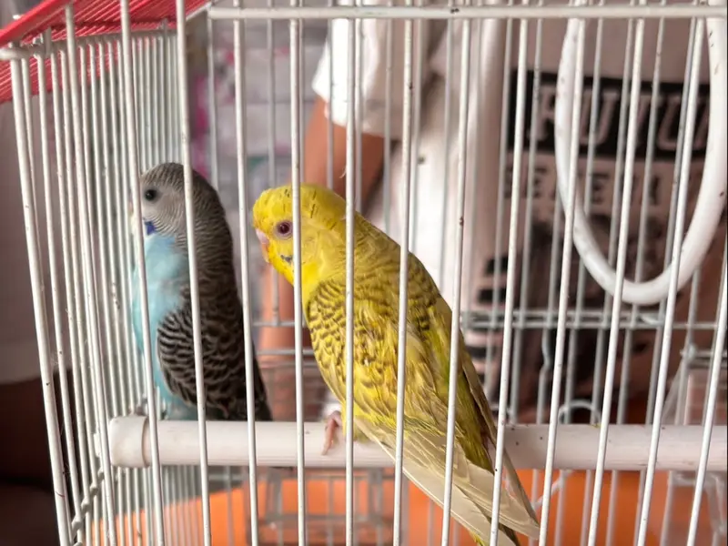 Nanu's Exotic Pets & Kennels, photo 4