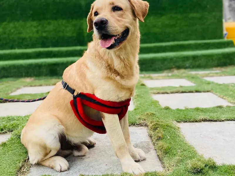Caesar pet hospitals, photo 2