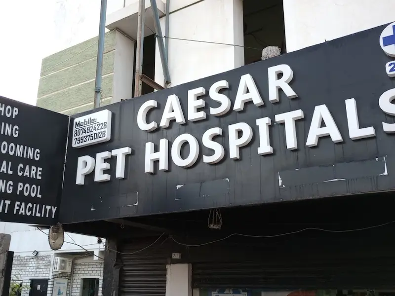 Caesar pet hospitals, photo 5