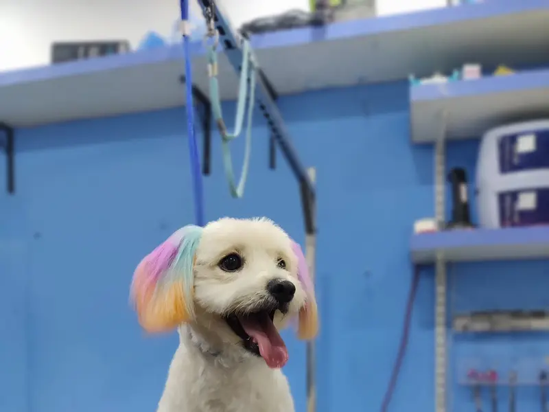 Bow Wow Pet Services, photo 2