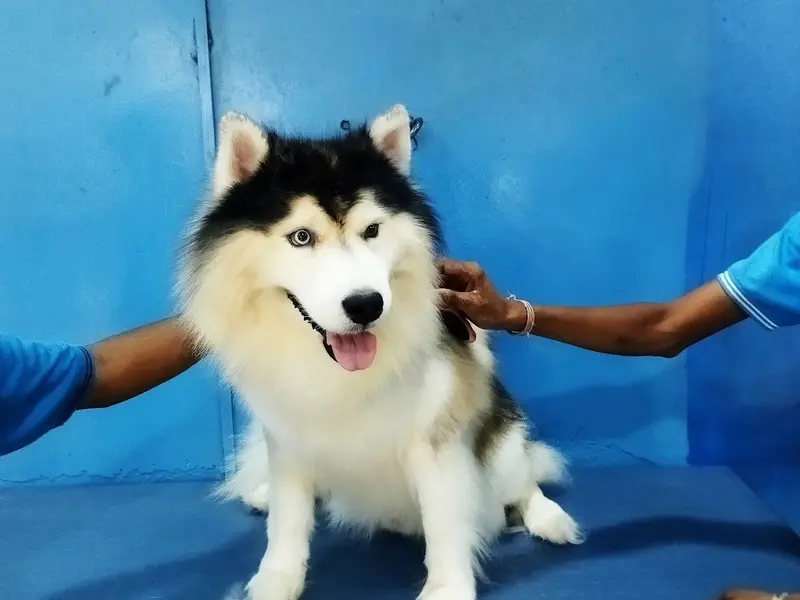 Bow Wow Pet Services, photo 4