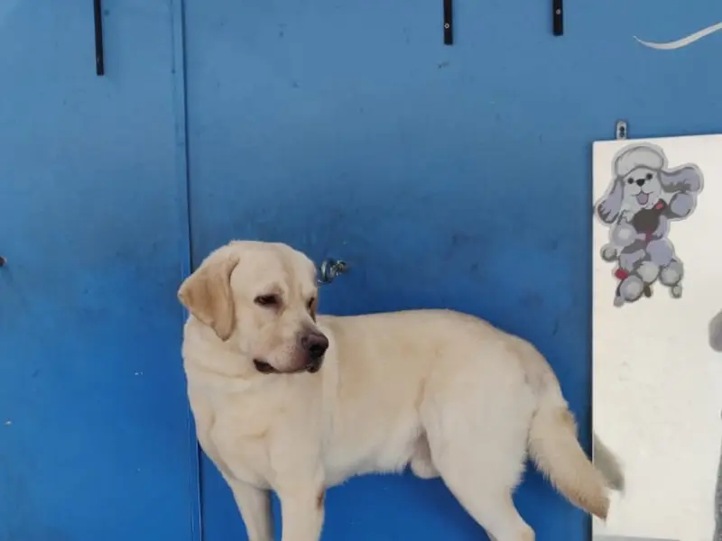 Bow Wow Pet Services, photo 5