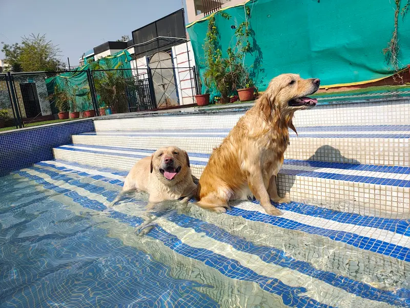 Bow Wow's Pet Paradise, photo 2