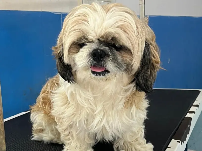 Bow Wow's Pet Paradise, photo 4