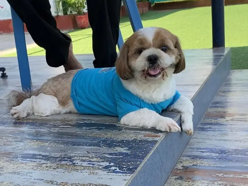 Bow Wow's Pet Paradise, photo 5