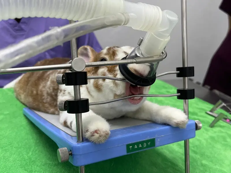 Vishva's Pet Clinic, photo 2