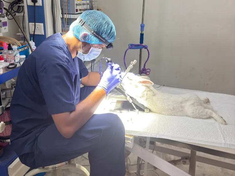 Vishva's Pet Clinic, photo 3