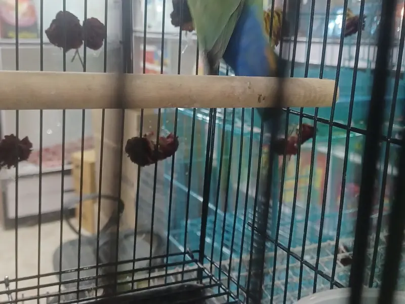 Malik pets and Grooming, photo 5