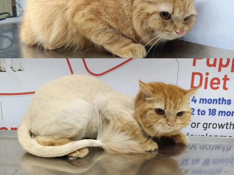 OMEGA'S VET HOSPITAL TOLICHOWKI -1, photo 5