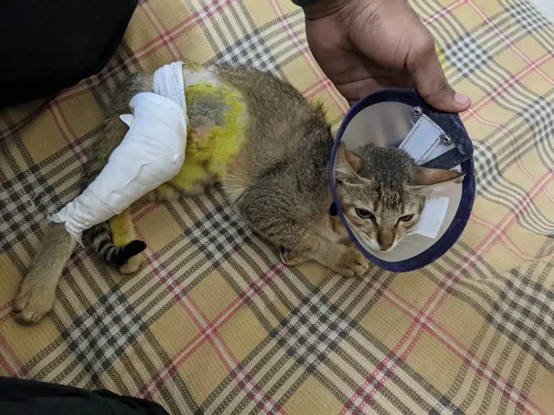 UKM VET HOSPITAL, photo 5