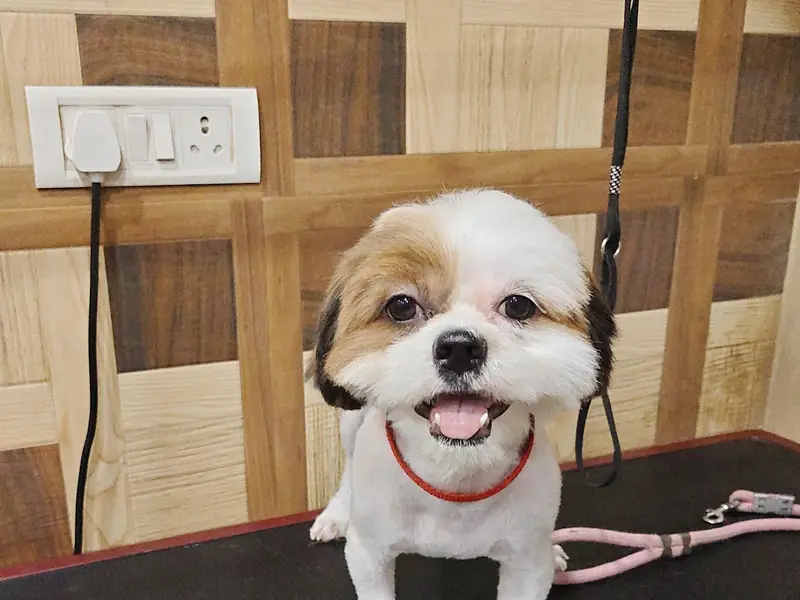 A2Z Pet Grooming Services, photo 2