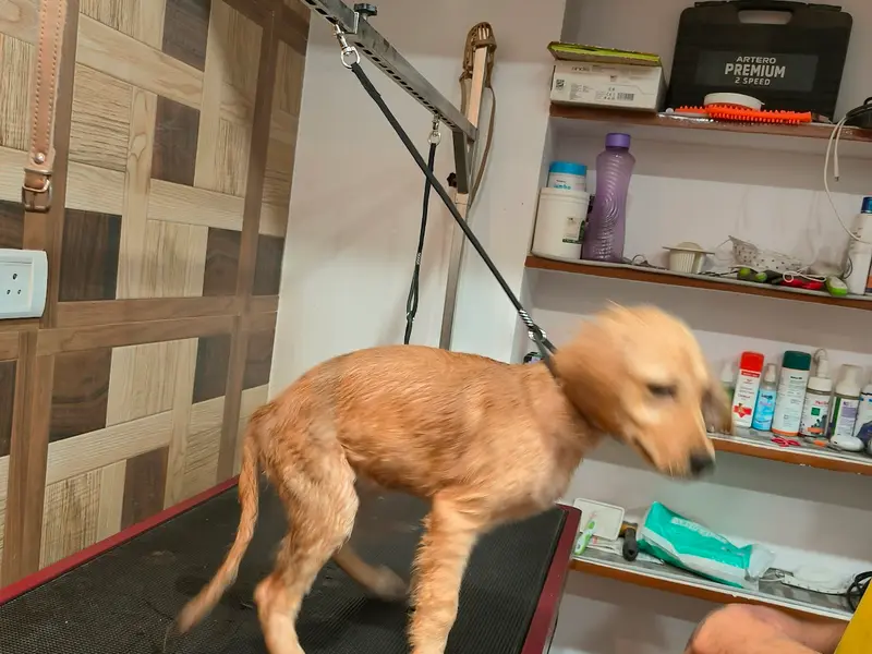 A2Z Pet Grooming Services, photo 3