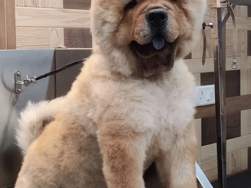 A2Z Pet Grooming Services, photo 4