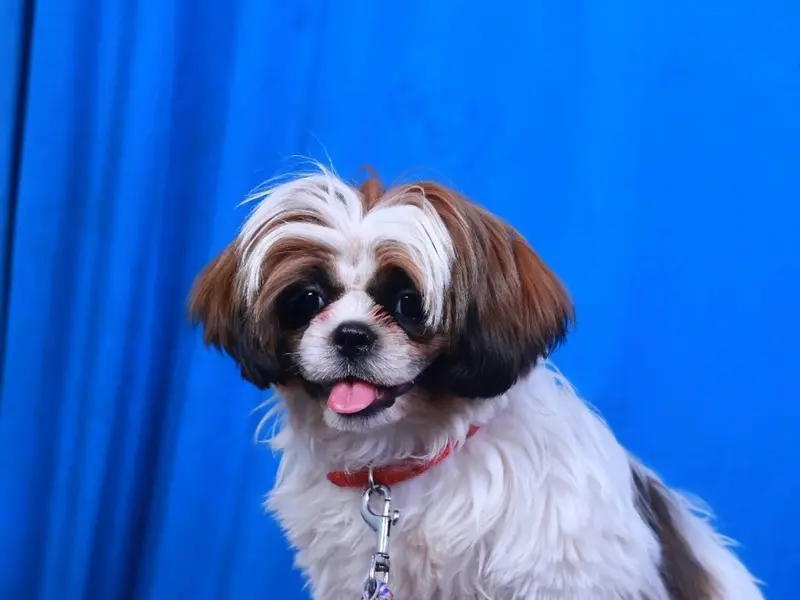 Beauty in the Beast pet grooming parlour, photo 2