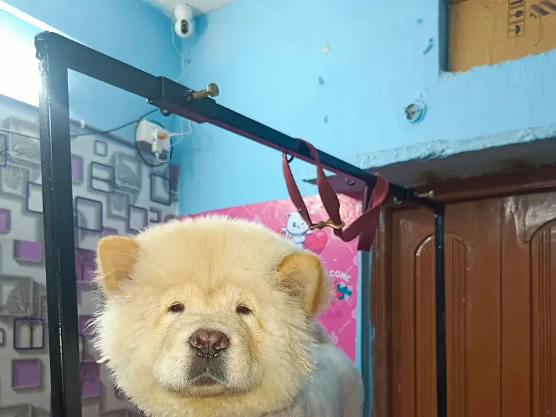 Beauty in the Beast pet grooming parlour, photo 4