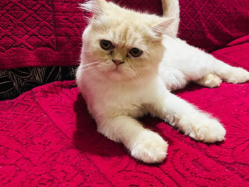 Beauty in the Beast pet grooming parlour, photo 5
