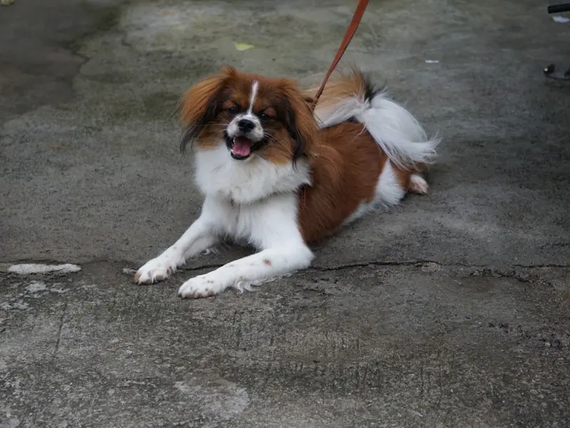 Raju friendly Dog boarding & Training, photo 3
