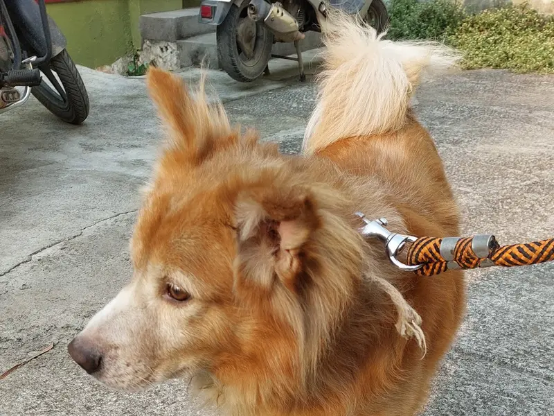 Raju friendly Dog boarding & Training, photo 4