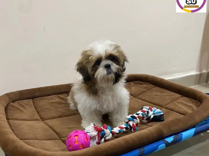 Sri Usha Vet & Pet Stores, photo 4