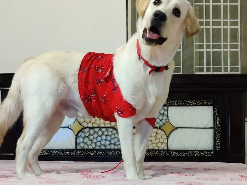 Sri Usha Vet & Pet Stores, photo 5