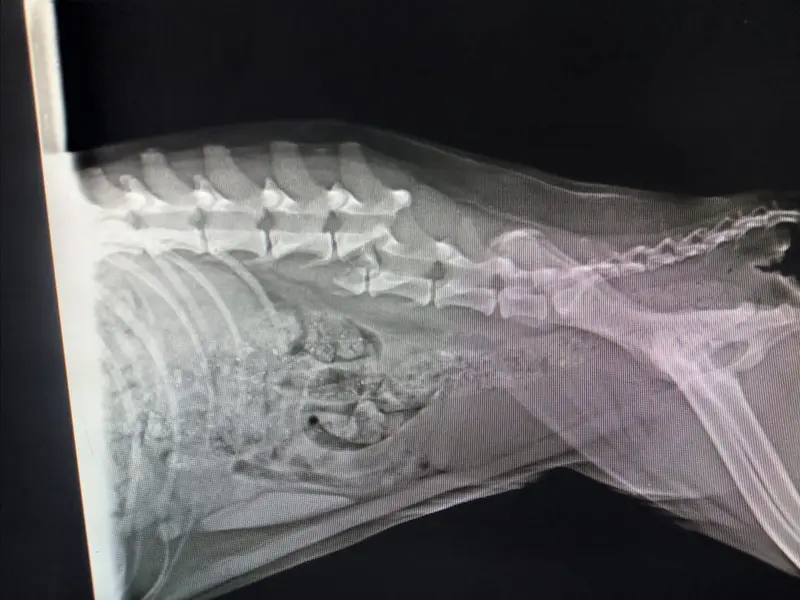 Dr.Jagan's Pet Clinic, photo 5