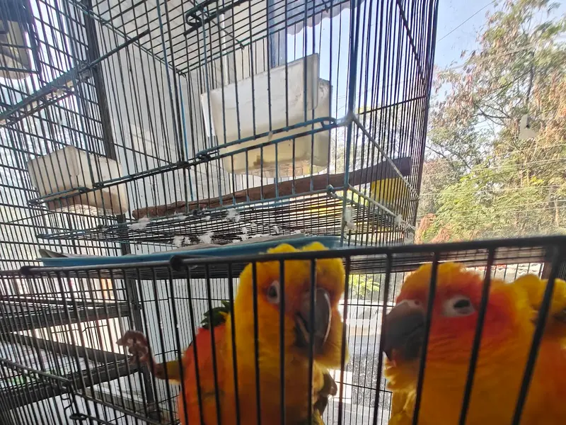Pets Nation, photo 3