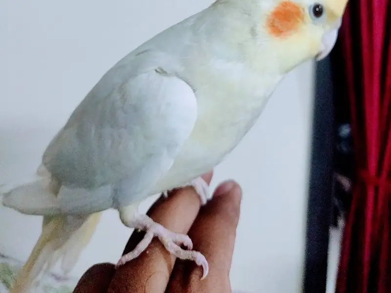 Pets Nation, photo 4