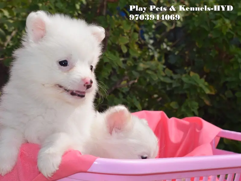 PLAY KENNELS, photo 2