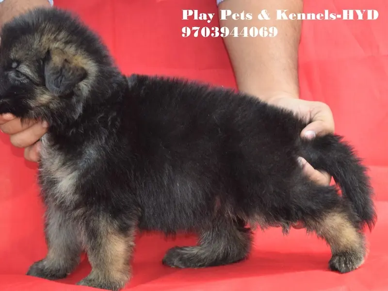 PLAY KENNELS, photo 3