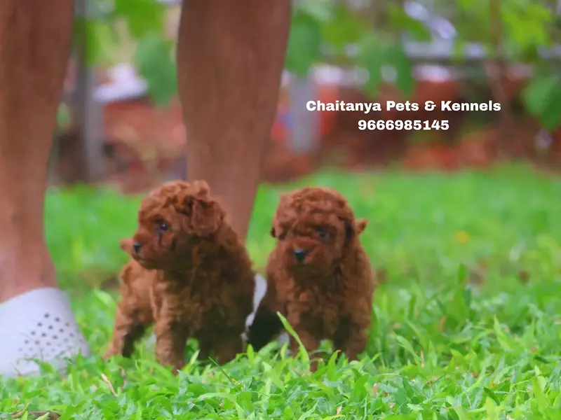 Chaitanya Pets Kennels, photo 2