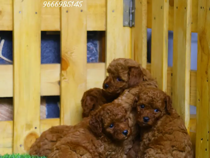 Chaitanya Pets Kennels, photo 4