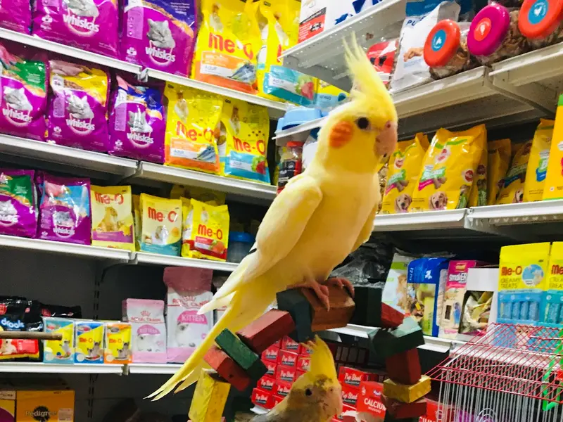 HARSHITH PETS, photo 5
