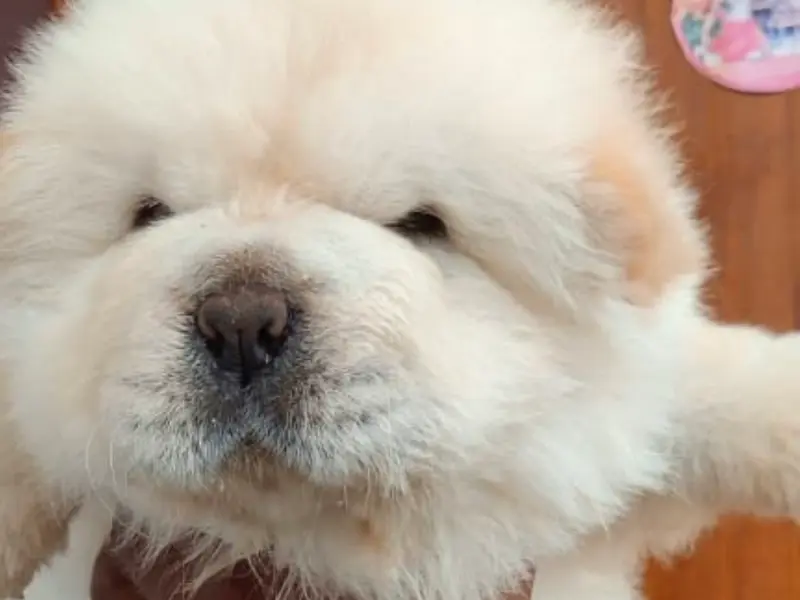 Y-bow pet shop, photo 2