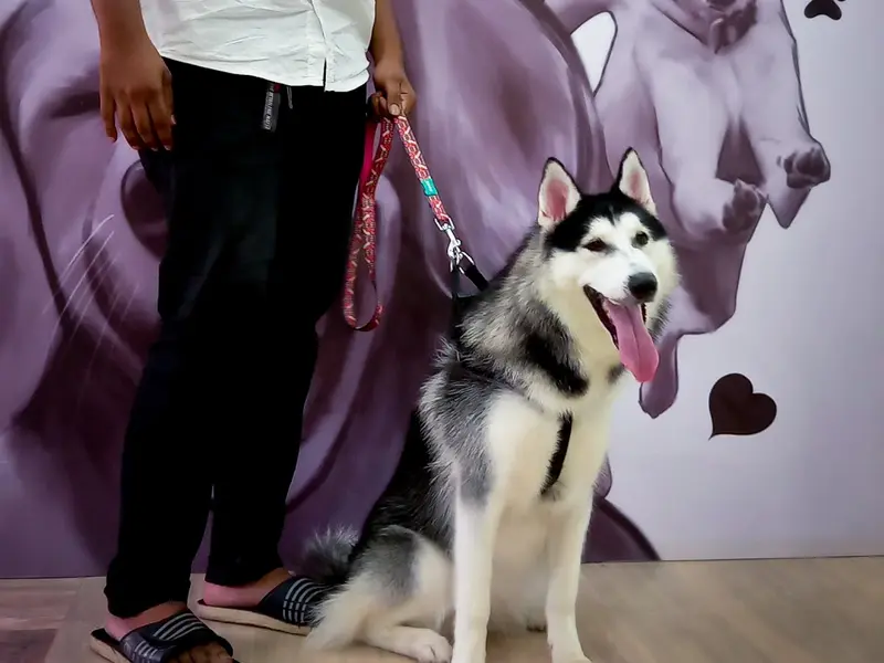 Hachiko India, Kochi, photo 5